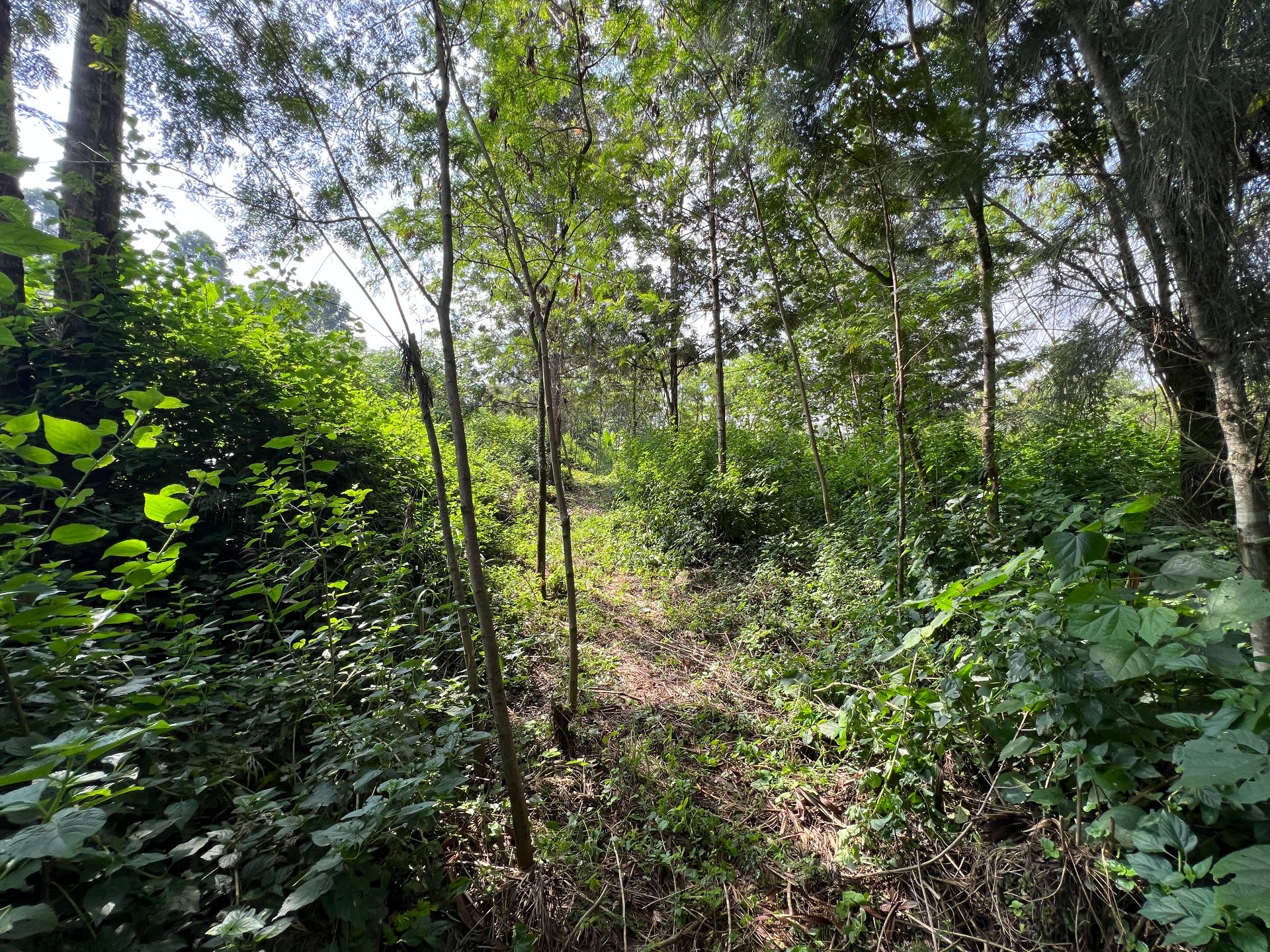 3/4 Acre In Kamiti Road Opposite Wood Creek School, photo 5